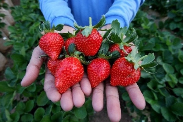 strawberry-giai-phap-xuat-khau